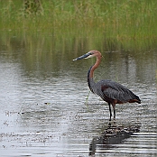 "Goliath Heron" St. Lucia, South Africa